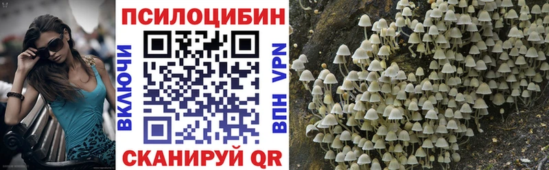 Псилоцибиновые грибы Psilocybine cubensis  Рыльск 